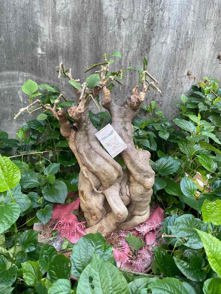giấy mỹ ghép sakura. Mua bán Cây cảnh, đồ trang trí tại Thành phố Thủ Đức Tp Hồ Chí Minh được đăng bởi kiếm thêm hộp sữa hình 1