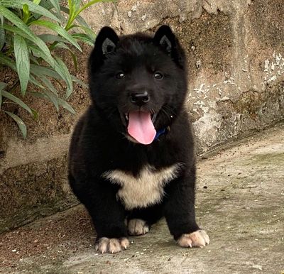 Chó Túc hoa mai Đen trắnggioi tình đuc