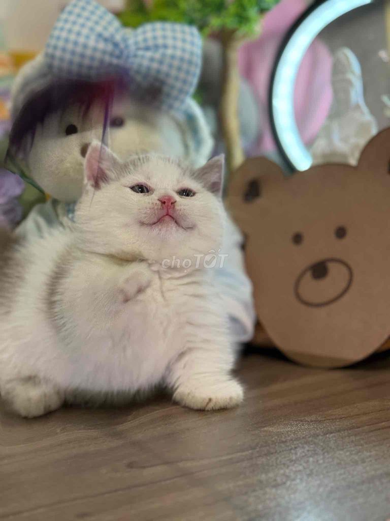 Mèo munchkin chân ngắn bi lilac đáng iu ạ. Mua bán Mèo tại Quận 1 Tp Hồ Chí Minh được đăng bởi Như Ý hình 3