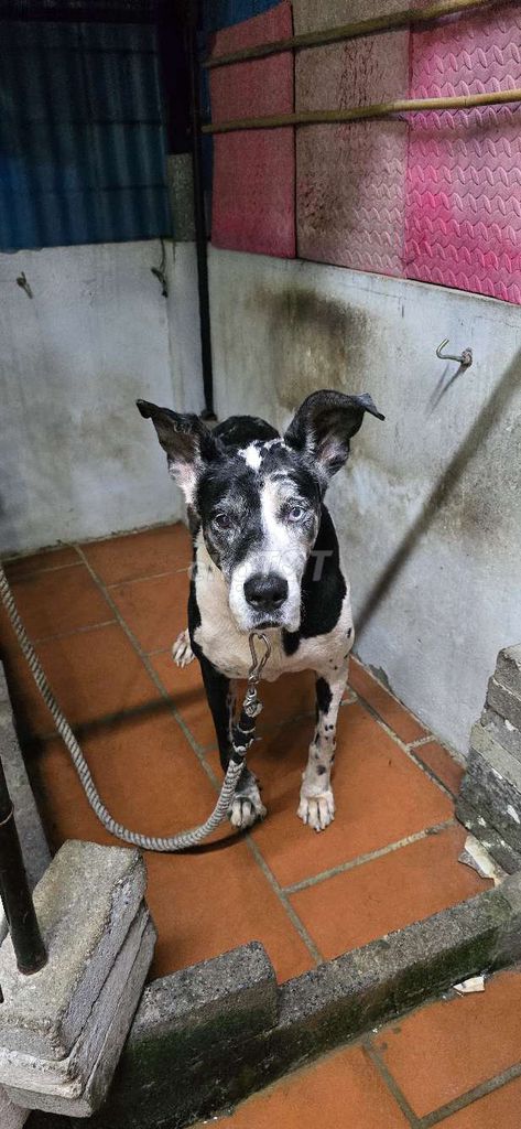 Chó Great Dane Đen trắng. Mua bán Chó tại Quận Long Biên Hà Nội được đăng bởi Huy hình 1