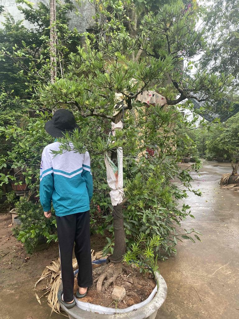 tùng la hán dáng văn nhân