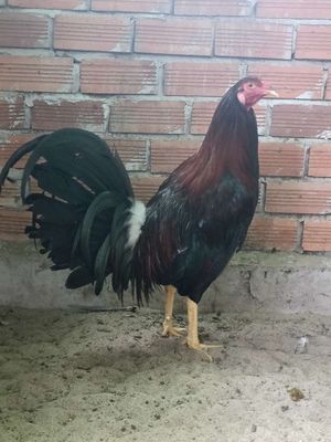 Điều mỹ f1 7 tháng hiện 3ky2. Mua bán Gà tại Quận Ninh Kiều Cần Thơ được đăng bởi trại gà mỹ hậu Giang 