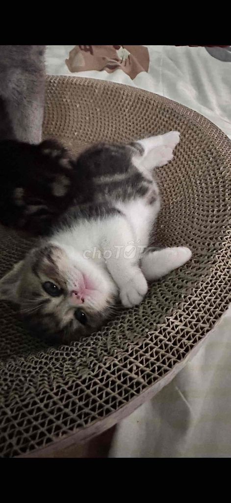 Mèo Anh lông ngắn Bi-tabby 1.5 tháng. Mua bán Mèo tại Quận Ba Đình Hà Nội được đăng bởi Tr Yen Nhi hình 1
