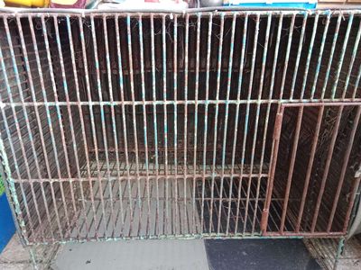 Chuồng thú cưng Sắt đặc nuôi Chó con. Mua bán Phụ kiện, Thức ăn, Dịch vụ tại Thành phố Tây Ninh Tây Ninh được đăng bởi nhan