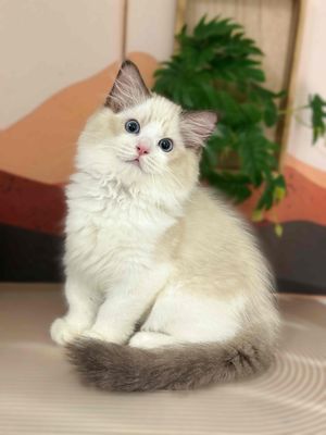 Mèo Ragdoll Thuần Chủng