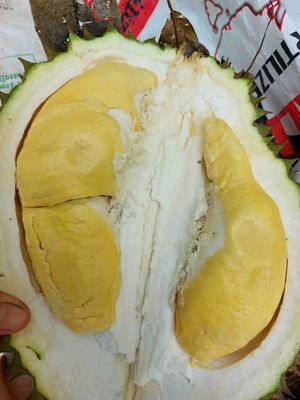 SẦU RIÊNG RI6 TRÁI TƯƠI. Mua bán Đồ ăn, thực phẩm và các loại khác tại Quận Tân Bình Tp Hồ Chí Minh được đăng bởi Trái cây đông lạnh Trái Cây Cười 