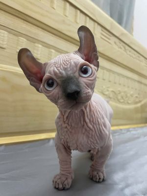Mèo Sphynx 2 tháng tuổi