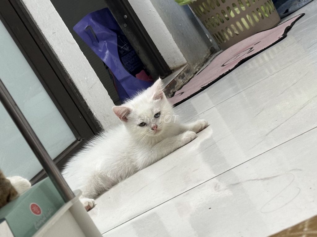 Giống mèo anh lông ngắn+ đực mắt 2 màu