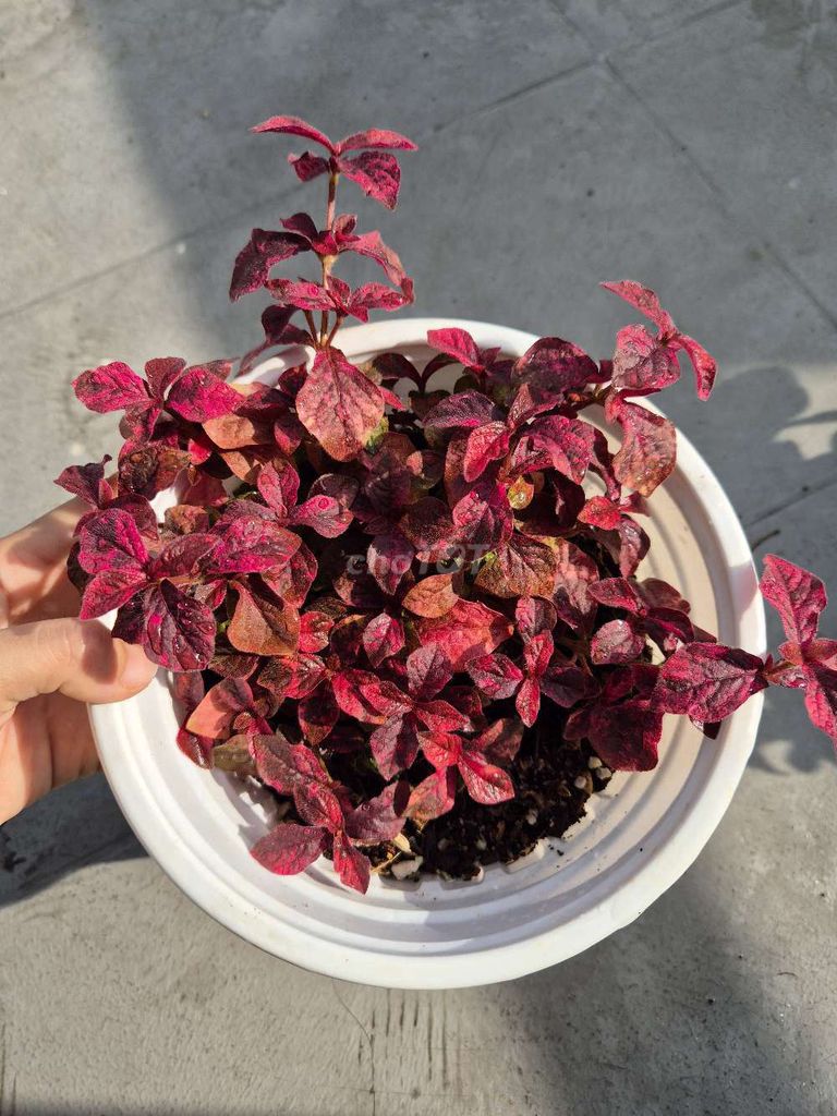 Cây ruby đỏ. Mua bán Cây cảnh, đồ trang trí tại Quận 3 Tp Hồ Chí Minh được đăng bởi Khánh Dương hình 1