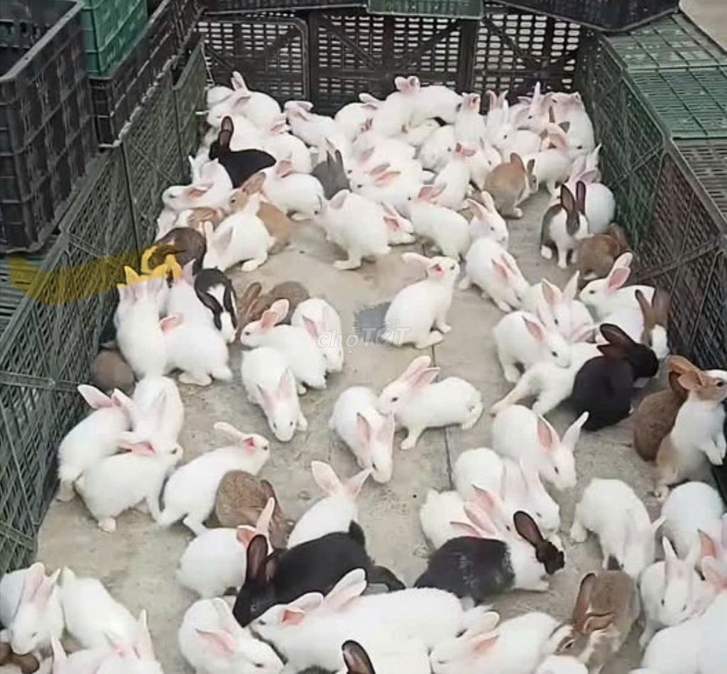Thỏ Newzealand - Thú cưng thả vườn. Mua bán Thú cưng khác tại Quận Bình Tân Tp Hồ Chí Minh được đăng bởi Nông Trại Xanh Phương Nam hình 1