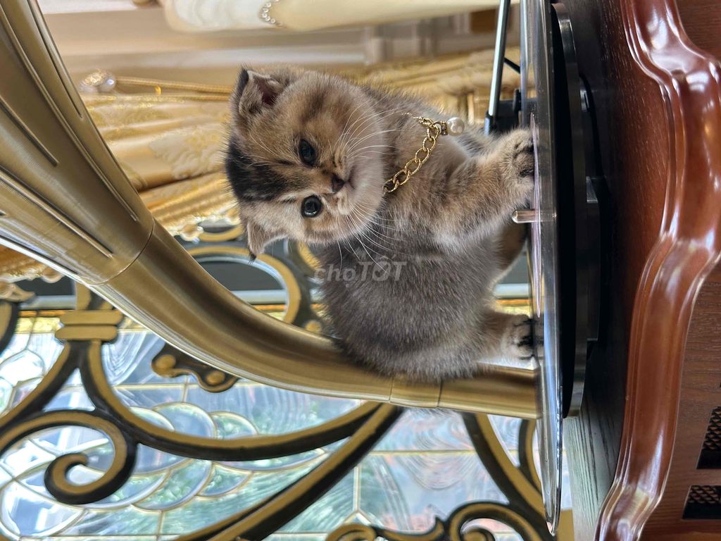 Mèo Munchkin tai cụp form đẹp lùn sát. Mua bán Mèo tại Quận Tân Phú Tp Hồ Chí Minh được đăng bởi Hoàng Nguyễn hình 5