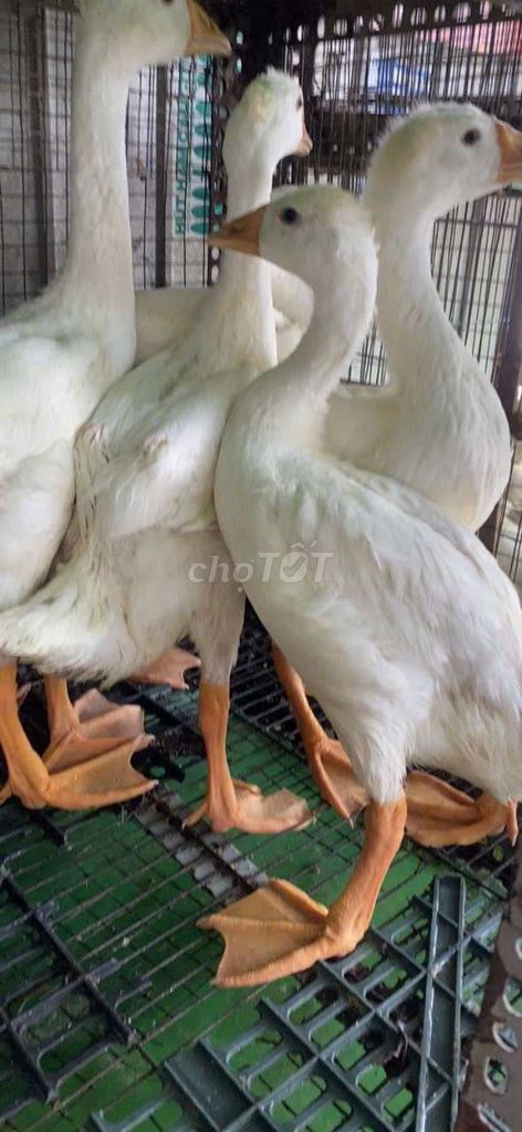 Ngỗng Trắng 2.5kg xông đất, giữ nhà, dọn cỏ. Mua bán Thú cưng khác tại Quận 11 Tp Hồ Chí Minh được đăng bởi phuong kim huong hình 1