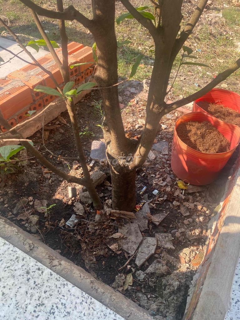 Cây mai gốc 40cm. Mua bán Cây cảnh, đồ trang trí tại Huyện Hòa Thành Tây Ninh được đăng bởi Tùng 053 hình 1