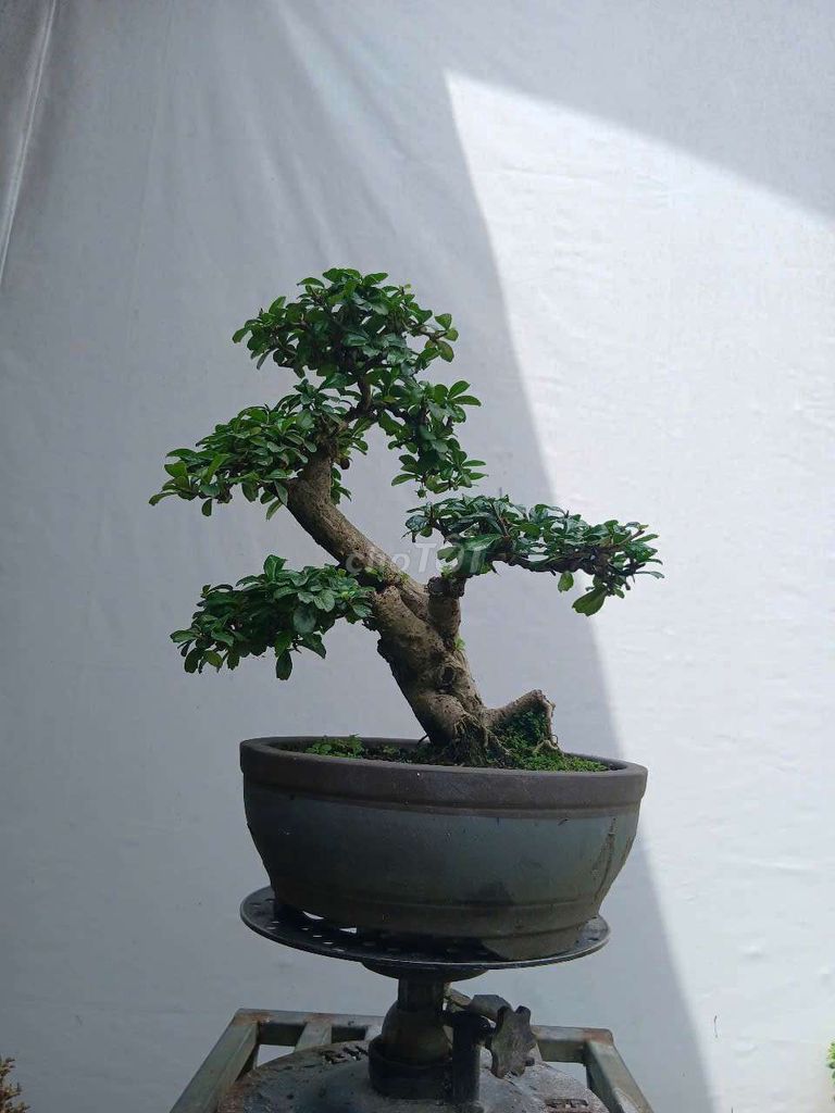 🌿 TRÀ PHÚC KIẾN - DÁNG CHUẨN, GIÁ CHỈ 900K 🌿