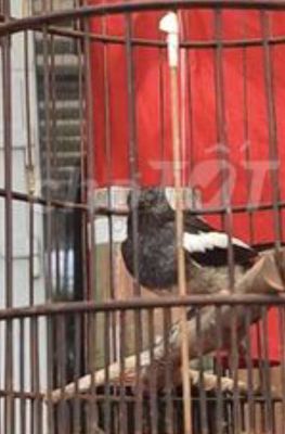 Cần bán chim chòe than mái. Mua bán Chim tại Huyện Đức Hòa Long An được đăng bởi phuc