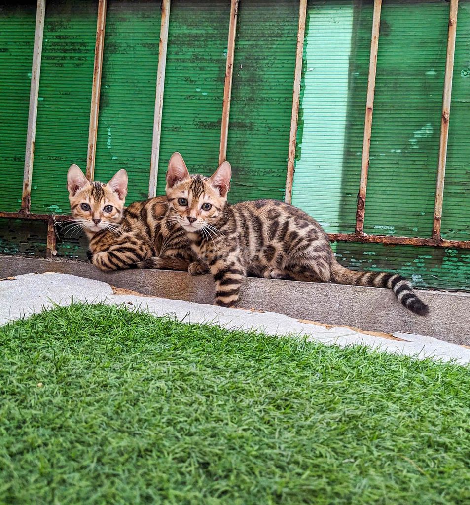 Mèo Bengal thuần chủng