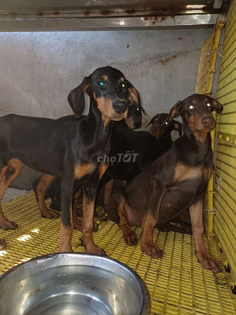 Chó Doberman con khỏe mạnh. Mua bán Chó tại Huyện An Lão Hải Phòng được đăng bởi Ngoc phi hình 5