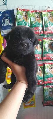 Nhật f1 sieu cute ba mẹ ơi😊