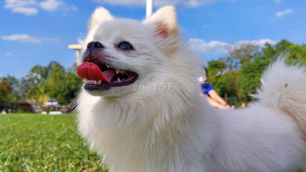 Chó Phốc Sóc Lai Đực. Mua bán Chó tại Thành phố Thủ Đức Tp Hồ Chí Minh được đăng bởi Tên chưa cung cấp hình 1