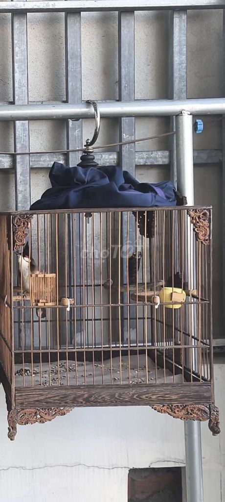 bộ lồng vàChim chào mào 2 mùa Yếu lửa lọt giọng. Mua bán Chim tại Quận 12 Tp Hồ Chí Minh được đăng bởi Chung hình 1