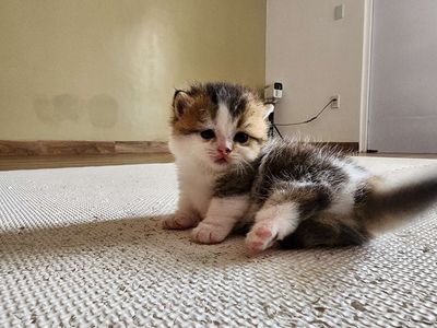 Mèo ALN Munchkin tam thể. Mua bán Mèo tại Thành phố Bà Rịa Bà Rịa - Vũng Tàu được đăng bởi Mai Vũ