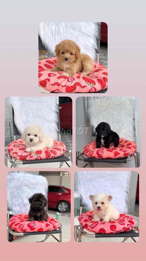 Chó Poodle Tai Gấu Tiny Thuần chủng. Mua bán Chó tại Thành phố Mỹ Tho Tiền Giang được đăng bởi Mẫnn Mẫnn hình 1