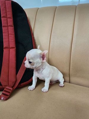 Chihuahua tí hon. Mua bán Chó tại Quận 7 Tp Hồ Chí Minh được đăng bởi Trinh Hong Oanh