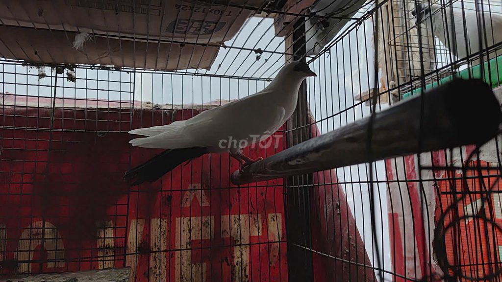 Chim bồ câu Hỏa Tiển Trắng 2.5 tháng. Mua bán Chim tại Quận Bình Thạnh Tp Hồ Chí Minh được đăng bởi Thành hình 1