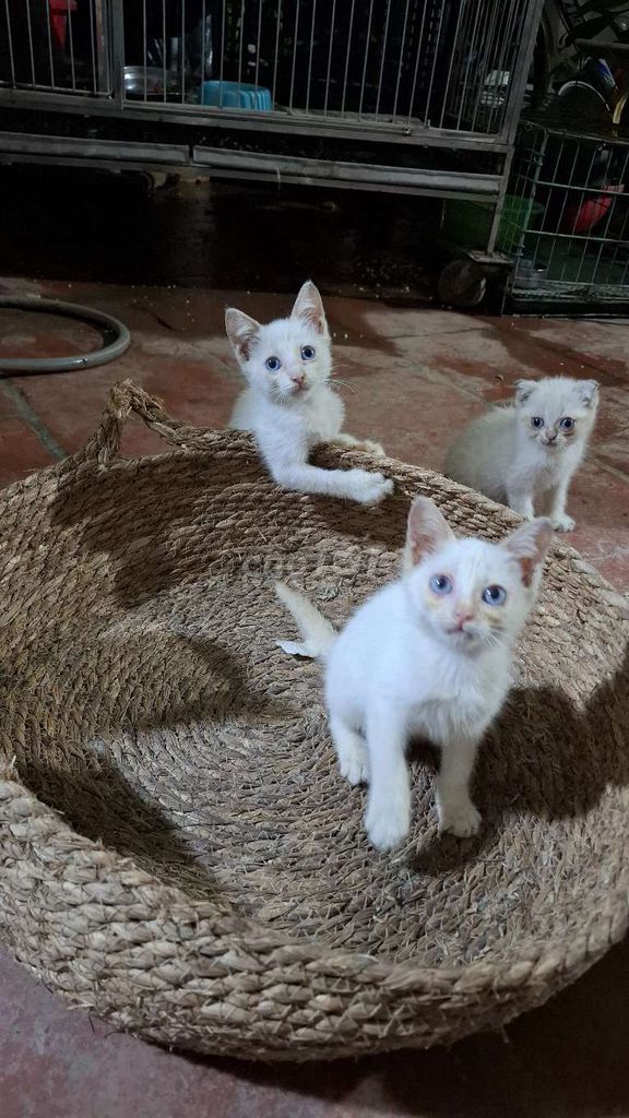 Mèo Ta lai nga mắt xanh. Mua bán Mèo tại Quận Hoàng Mai Hà Nội được đăng bởi Thu Sẽ Gầy hình 2