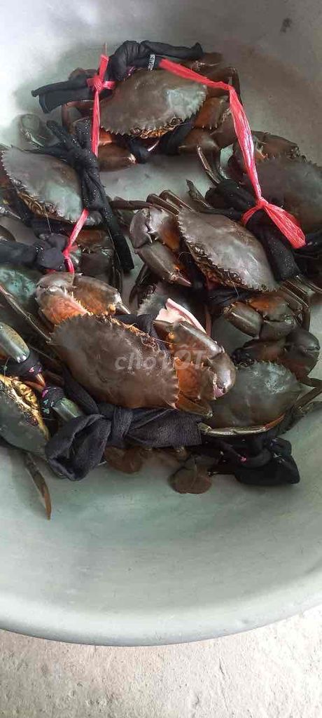 Nhận đặt hàng (ODER) Tôm, Cua Cà Mau Giá rẻ, tươi. Mua bán Đồ ăn, thực phẩm và các loại khác tại Quận Gò Vấp Tp Hồ Chí Minh được đăng bởi Trọng Nghĩa hình 1