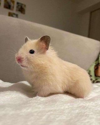 Hamster Bear Vàng Mơ Bông Lan. Mua bán Thú cưng khác tại Thành phố Thủ Đức Tp Hồ Chí Minh được đăng bởi Tedyhome