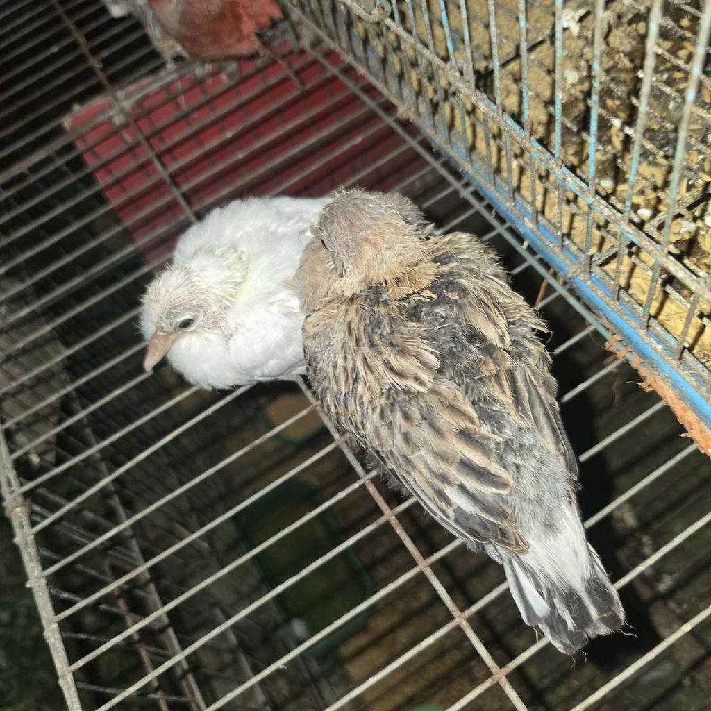 Chim cu gáy non vân rồng và trắng. Mua bán Chim tại Huyện Đông Anh Hà Nội được đăng bởi Đức Trọng hình 1