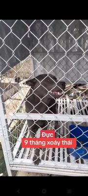 xoay thái đực choai choai. Mua bán Chó tại Quận 1 Tp Hồ Chí Minh được đăng bởi thuy tran