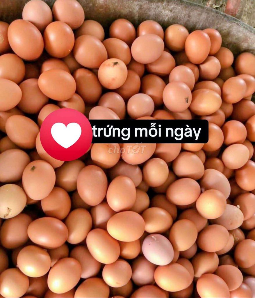 Trứng gà 10 trứng 15k. Mua bán Đồ ăn, thực phẩm và các loại khác tại Thành phố Thủ Đức Tp Hồ Chí Minh được đăng bởi phạm nhi hình 1
