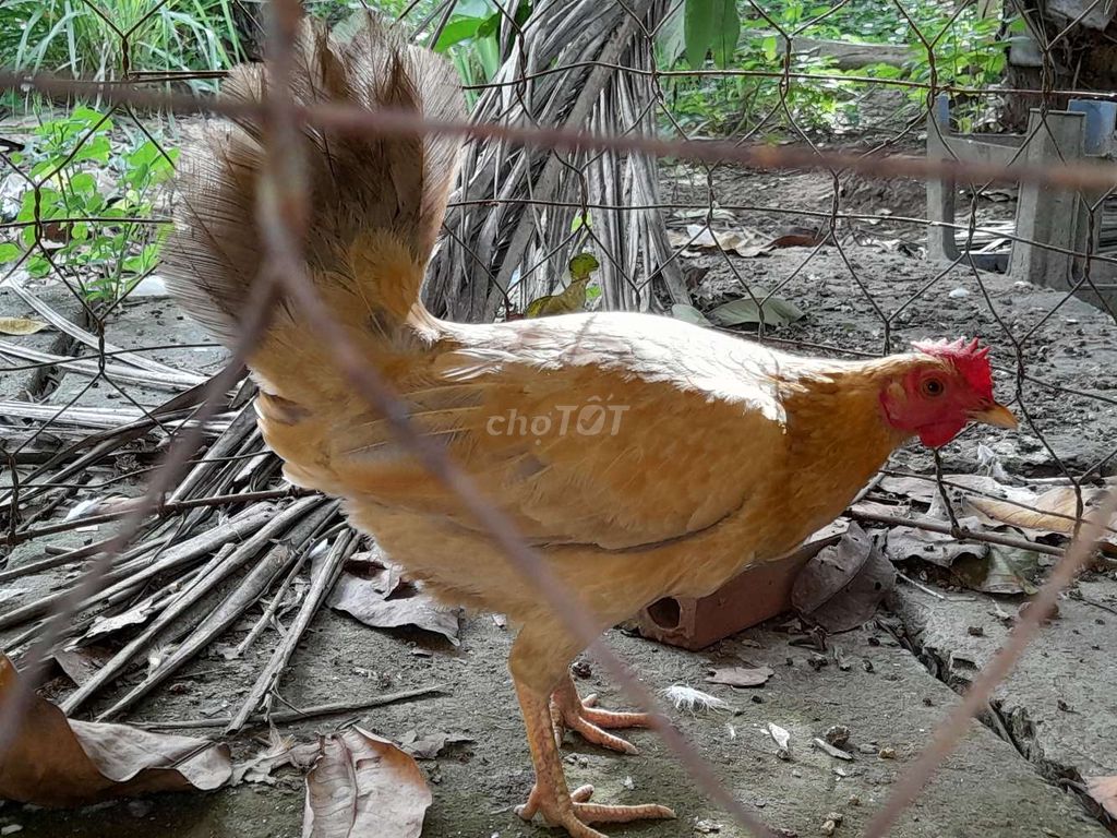 Gà mái Tre mỹ Butcher lai cuban bổn dữ, ăn bền. Mua bán Gà tại Huyện Châu Thành A Hậu Giang được đăng bởi nguyen tan danh anh hình 1