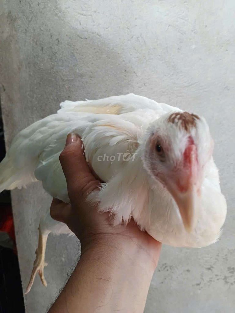 Gà mái Mỹ chân vuông Trắng. Mua bán Gà tại Quận Tân Phú Tp Hồ Chí Minh được đăng bởi Thanh mai hình 1