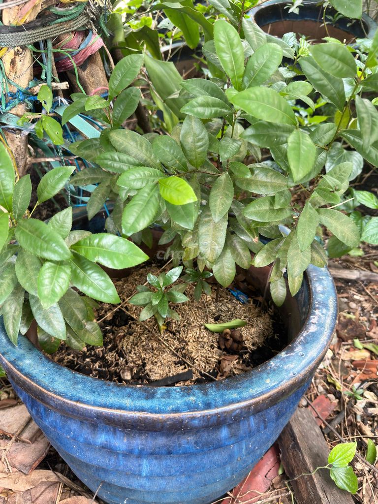5 cây Mai tứ quý chậu Gốm sứ Xanh. Mua bán Cây cảnh, đồ trang trí tại Thành phố Thủ Dầu Một Bình Dương được đăng bởi Chợ Xe Bình Dương hình 1