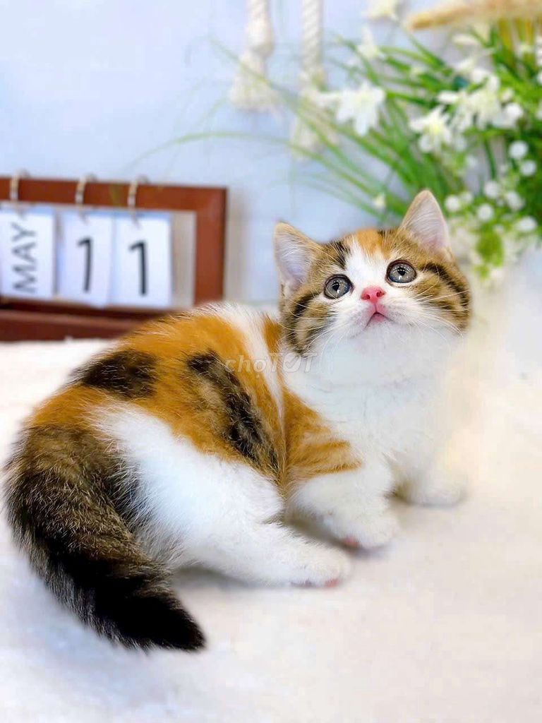 Mèo Munchkin, mèo tam thể cần tìm chủ