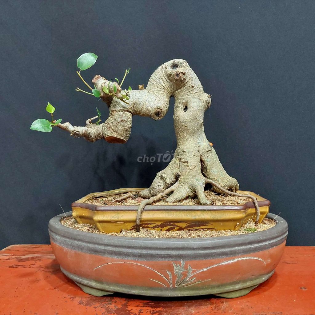 Cây si búp hồng Bonsai dáng lão. Mua bán Cây cảnh, đồ trang trí tại Quận Hải Châu Đà Nẵng được đăng bởi Trần Xuân Dương hình 1