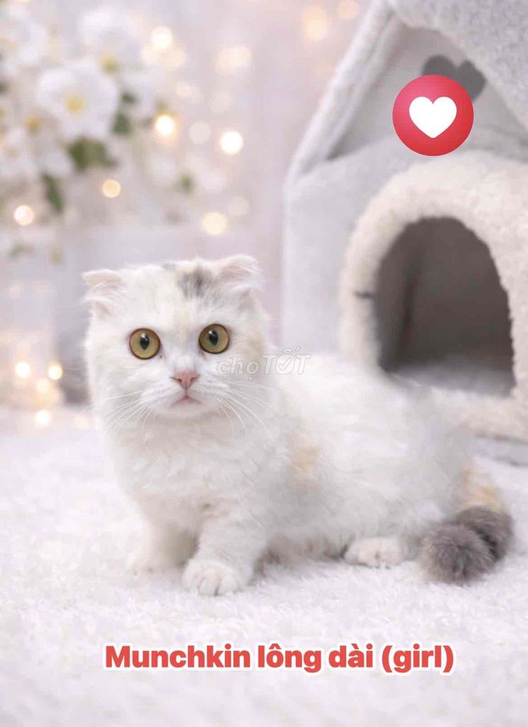 🌸MUNCHKIN (CÁI) TAM THỂ LÔNG DÀI BI-VAN TAI CỤP🌸. Mua bán Mèo tại Huyện Hóc Môn Tp Hồ Chí Minh được đăng bởi SIÊU PET SG UY TÍN  hình 1