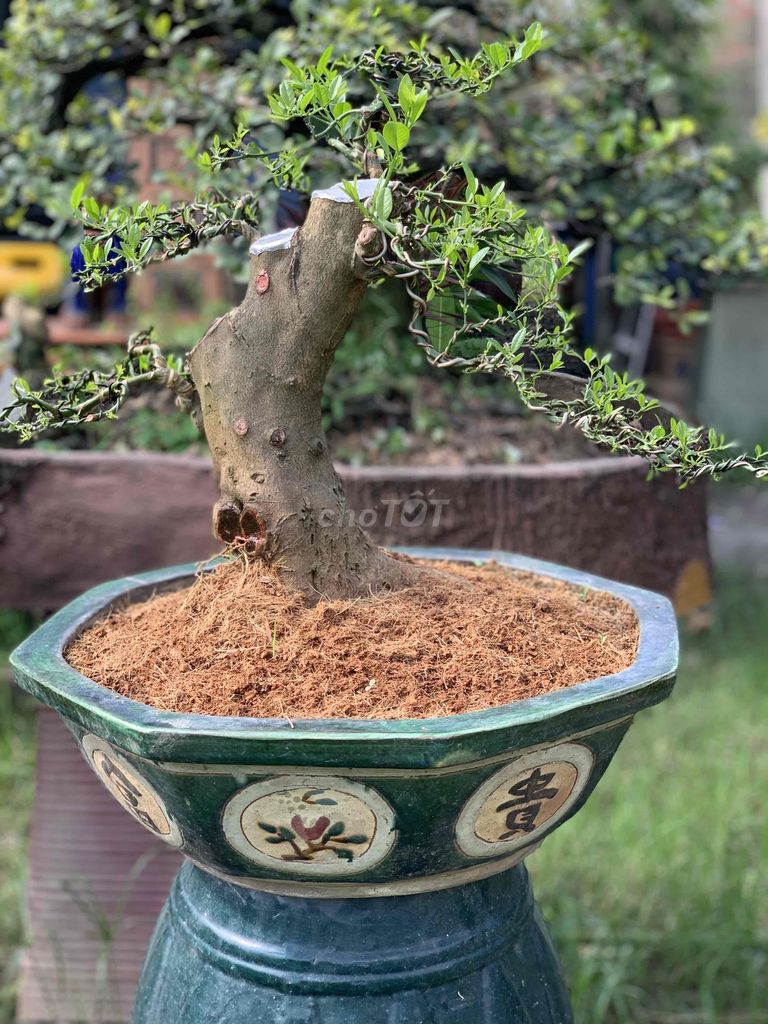 Chanh Bonsai đẹp