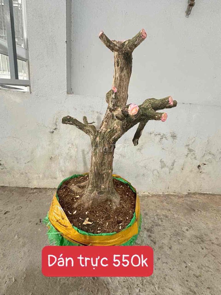 Cây cảnh Nguyệt quế 50cm, trang hồng phấn. Mua bán Cây cảnh, đồ trang trí tại Huyện Phụng Hiệp Hậu Giang được đăng bởi Minhquan hình 1