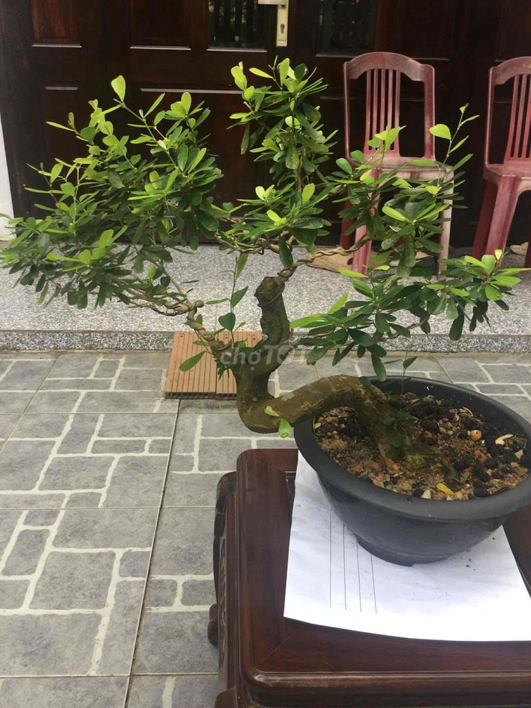 Cây cảnh Linh sam siêu hoa. Mua bán Cây cảnh, đồ trang trí tại Quận Ngũ Hành Sơn Đà Nẵng được đăng bởi Quang Vu hình 1