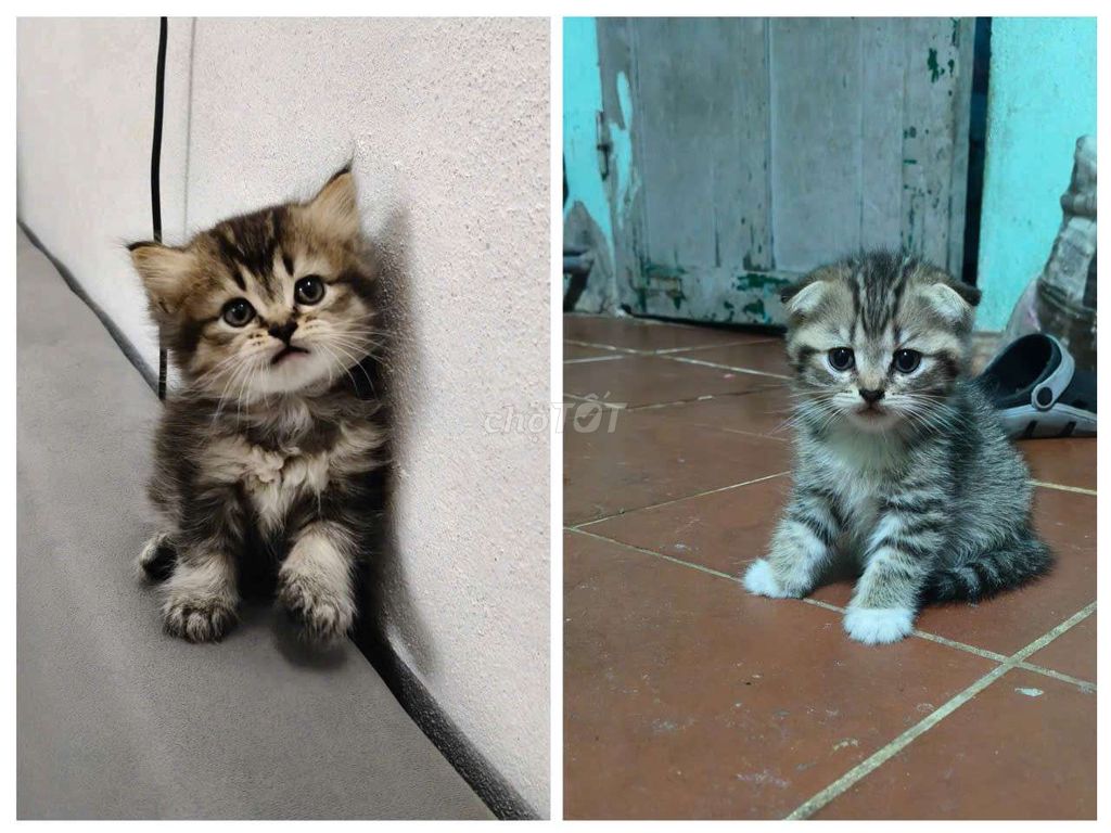 Mèo ALN gần 2 tháng. Mua bán Mèo tại Quận Hải An Hải Phòng được đăng bởi Chu Thủy hình 1