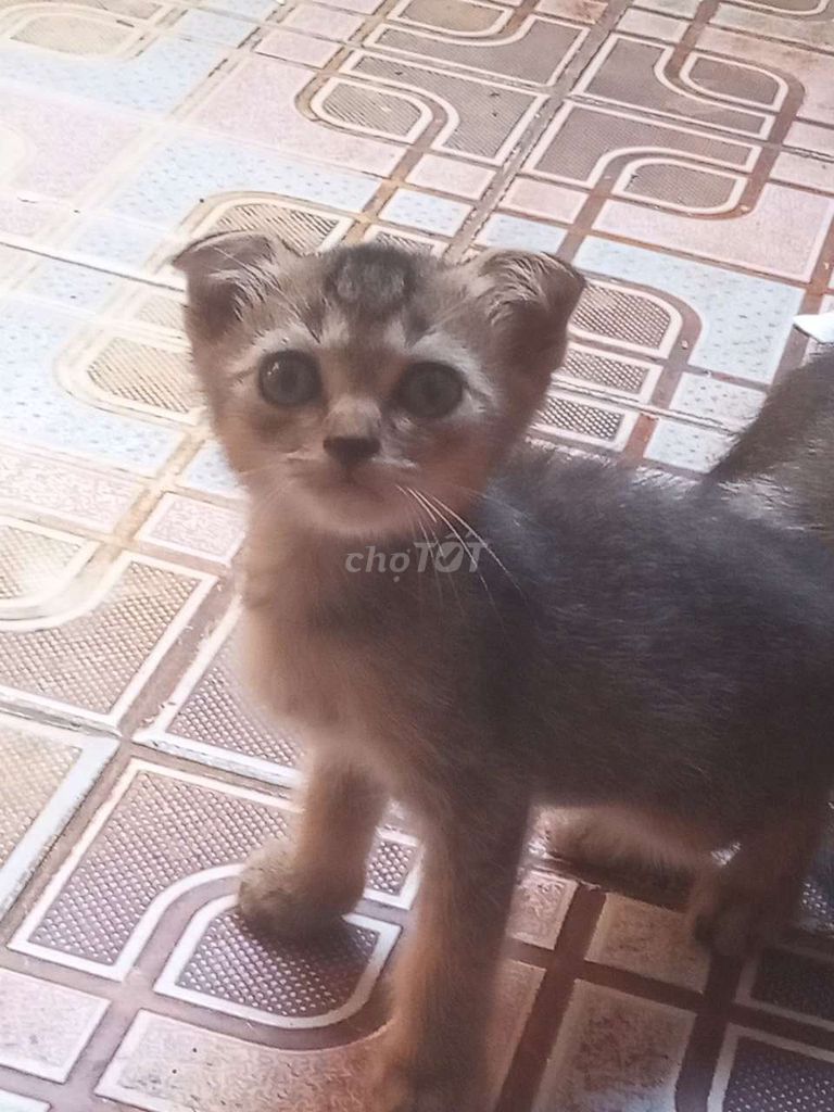 Mèo con nhiều màu 3 tháng tuổi. Mua bán Mèo tại Quận Nam Từ Liêm Hà Nội được đăng bởi Nguyễn Thị Huế hình 1