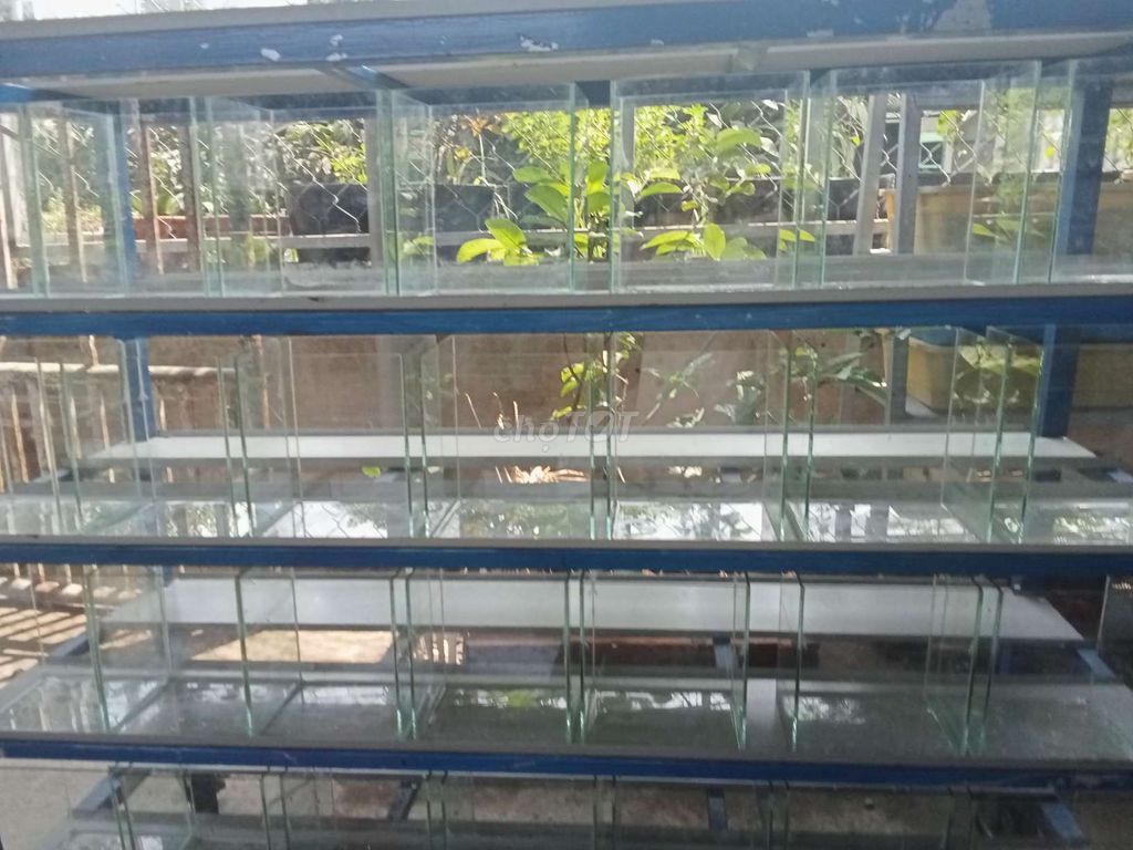 Bể cá kính trong suốt. Mua bán Phụ kiện, Thức ăn, Dịch vụ tại Huyện Vĩnh Cửu Đồng Nai được đăng bởi huy huynh hình 1