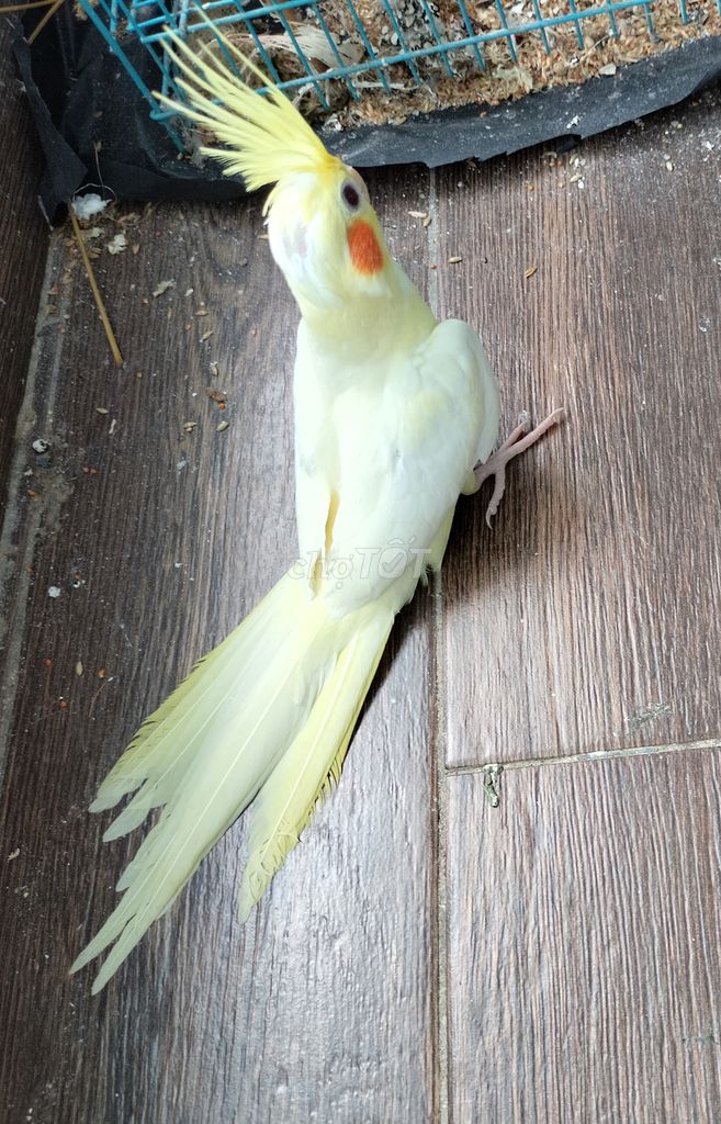 Vẹt Cockatiel nhà nuôi