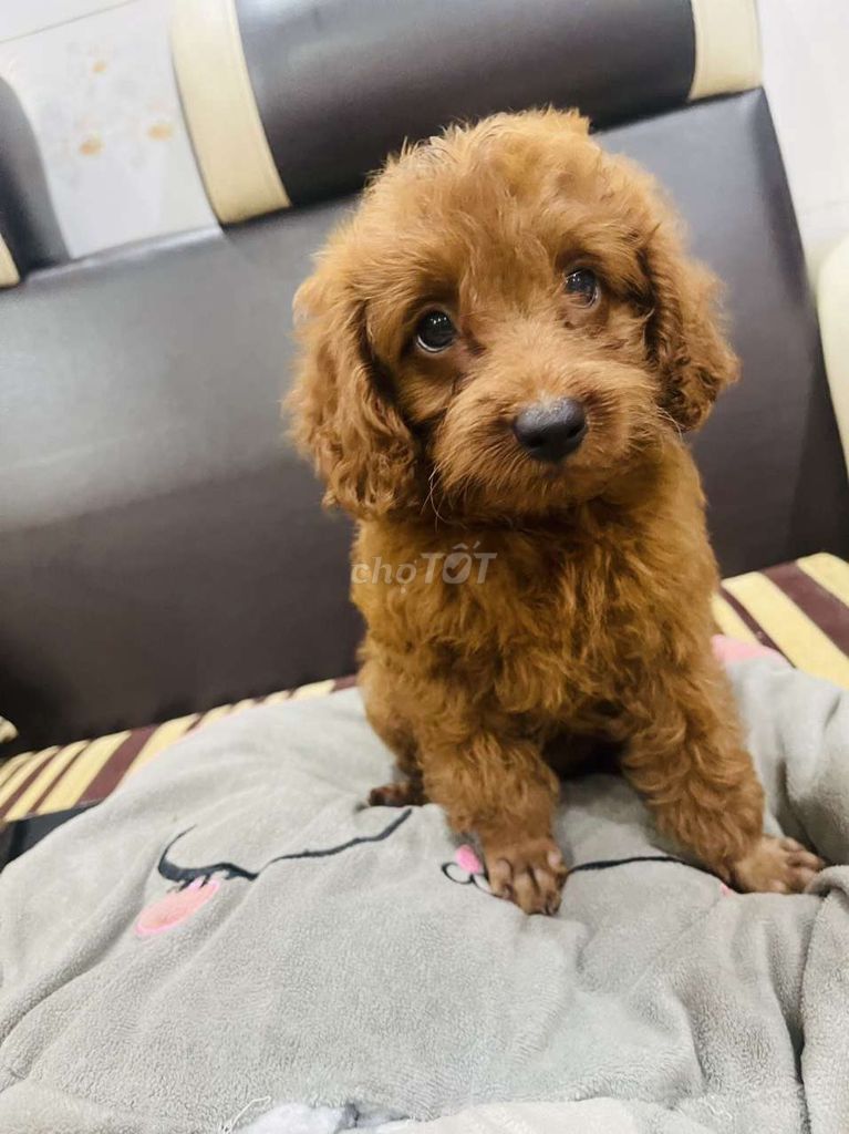 Chó Poodle nhà đẻ giá hạt dẻ 1triệu8 1bé. Mua bán Chó tại Thành phố Thuận An Bình Dương được đăng bởi Thành hình 5