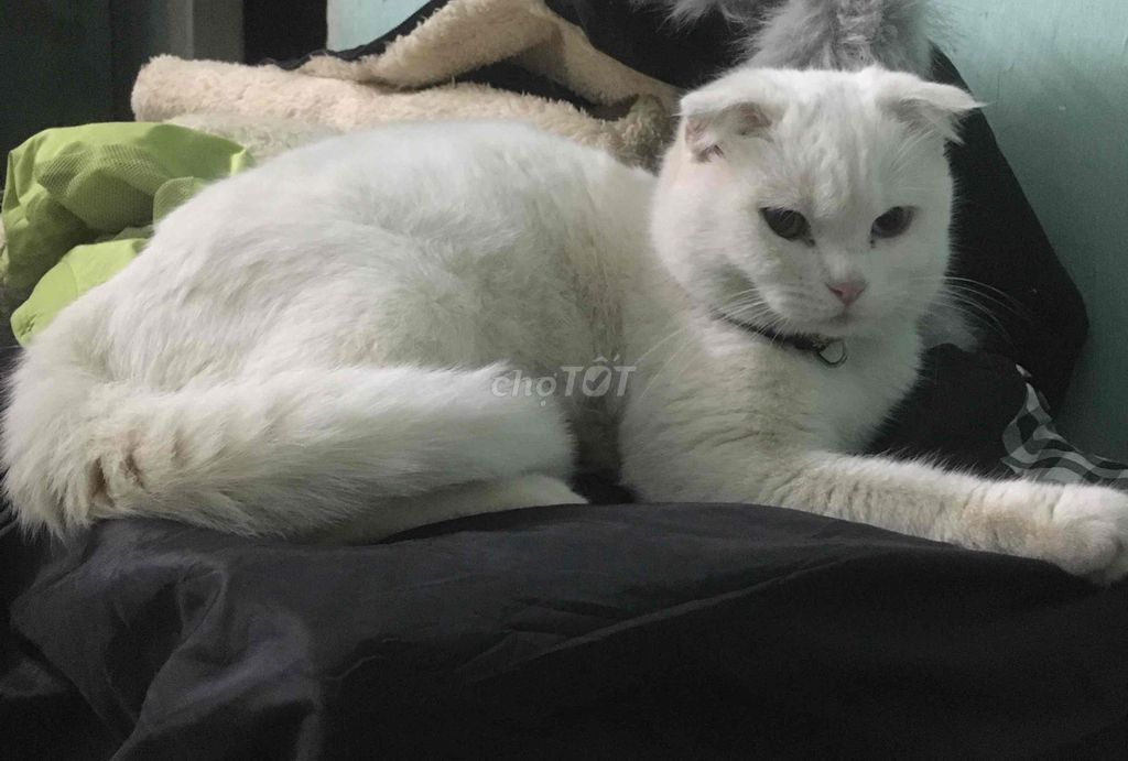 Mèo Anh lông dài màu trắng thuần chủng ,9 tháng t. Mua bán Mèo tại Thành phố Sơn La Sơn La được đăng bởi Mai Phiên hình 1