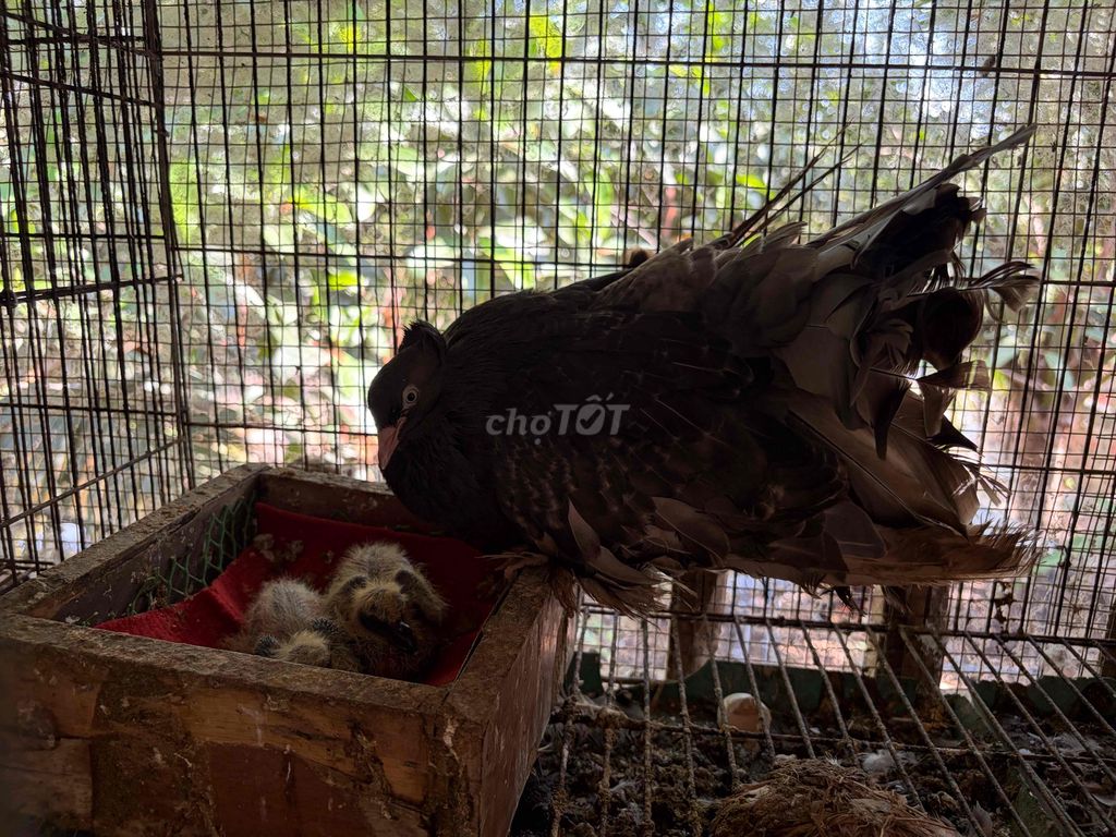 Bồ câu xoè Đen, trắng, xám. Mua bán Chim tại Huyện Bình Đại Bến Tre được đăng bởi long chau hình 1